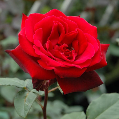 Bright red rose bloom with layered petals and curled inner center on a stem