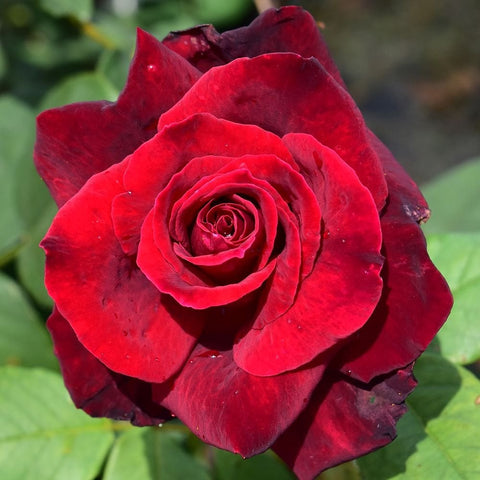 Red rose bloom with ruffled petals and visible center on green leaves