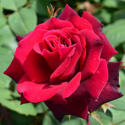 Red rose bloom with layered petals and open center, with green leaves nearby