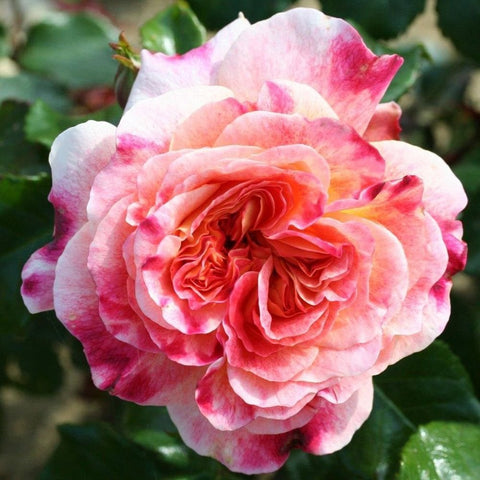 Pink, coral and white layered rose flower with tightly curled petals