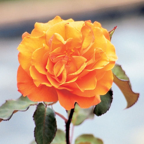 Yellow and orange ruffled rose bloom with green stems and leaves