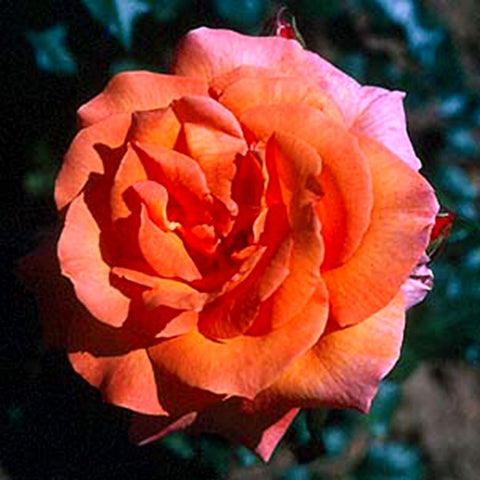 Peach-orange ruffled rose bloom with a deep red center