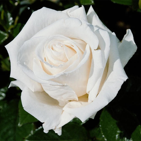 White and cream rose blossom with layered petals on a green stem