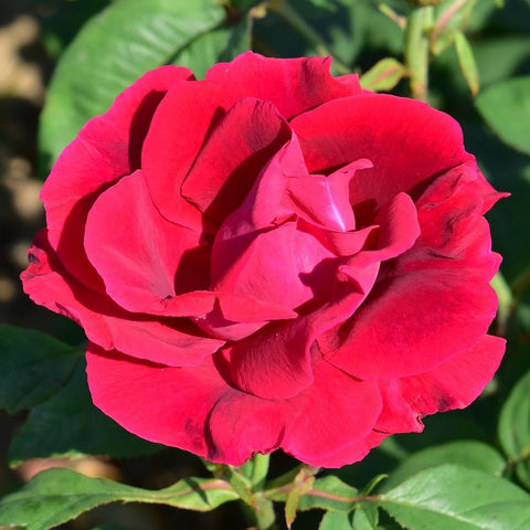 Close-up magenta-red rose bloom with ruffled petals and green foliage