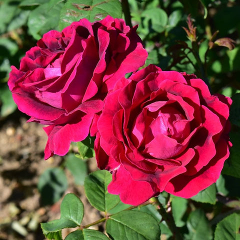 Pair of magenta-red rose flowers on a green-leafed plant