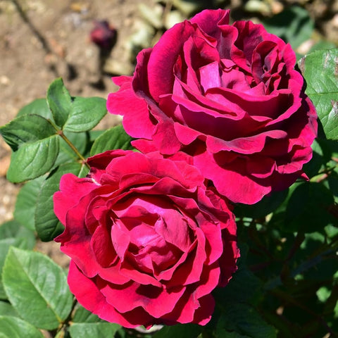 Magenta-red rose flowers with green leaves on a flowering plant