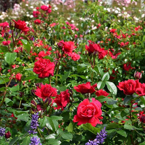 Red rose blooms and unopened buds on green leaves, dense flowering shrub