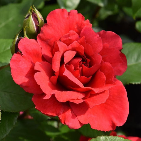 Red rose bloom with layered petals and green leaves, plus nearby buds