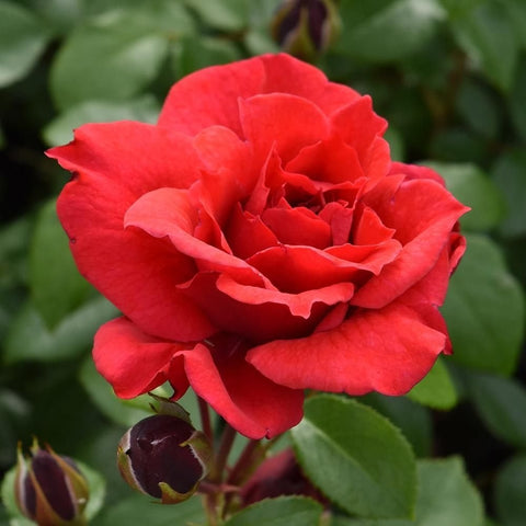 Red rose bloom with tightly layered petals and dark buds