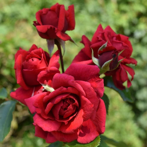 Red rose blooms in full view with surrounding buds and green leaves
