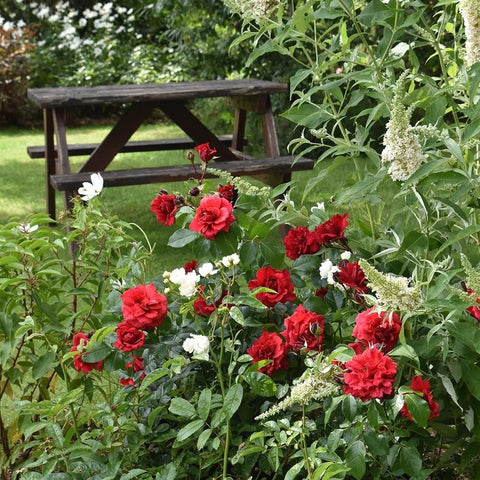 Mixed rose garden with red and white blooms and green foliage