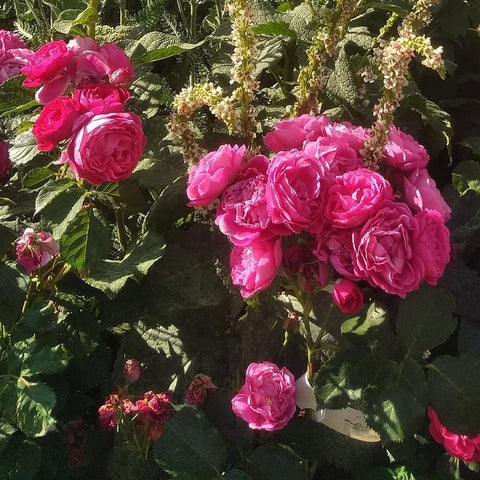 Bright pink rose blooms with layered petals on a leafy shrub