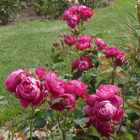 Pink rose shrub with multiple blooms and buds among green leaves