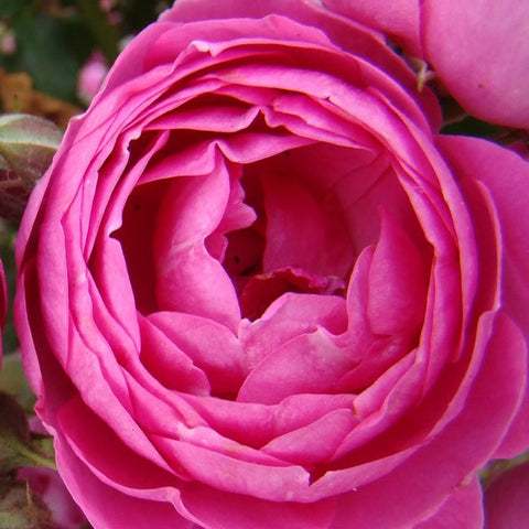 Single pink rose bloom with tightly layered petals, close-up