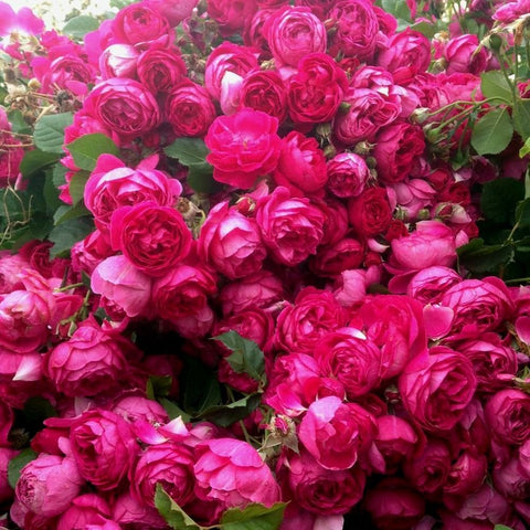 Dense pink rose bush with many blooms and green foliage
