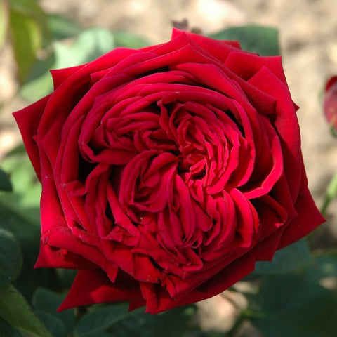Eclair rose bloom with deep red spiraled petals and ruffled edges, close-up