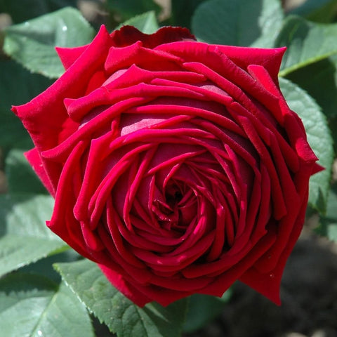 Eclair rose bloom in vivid red with layered spiral petals, surrounded by green leaves