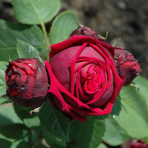 Eclair rose with deep red bloom and two closed red buds on green foliage