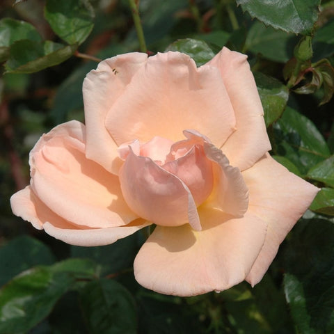 Peach double rose flowers on green stems, showing layered petals and yellow centers