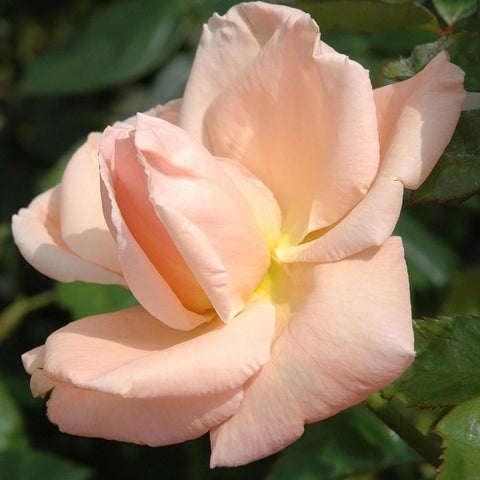 Light peach double rose bloom with layered petals and soft yellow center
