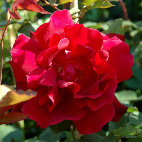 Red rose bloom with layered petals and green leaves on stems
