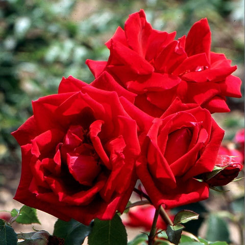 Red rose flowers with curled petals and dark green foliage