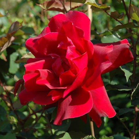 Red rose bloom on green stems with surrounding leaves