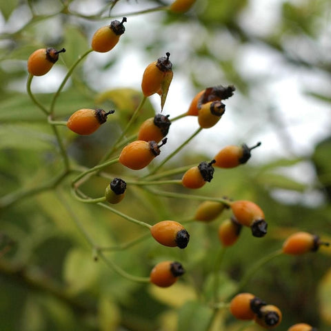 Rose hips on thin stems with small orange berries and black tips