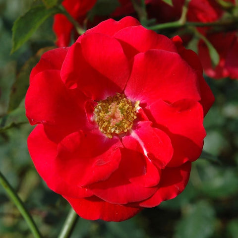 Evelyn Fison rose, bright red single bloom with yellow-gold center, lush petals