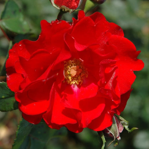 Evelyn Fison rose close-up, vivid red petals with golden center and tight buds