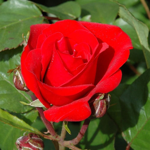 Evelyn Fison rosebud and bloom, deep red petals with surrounding green foliage