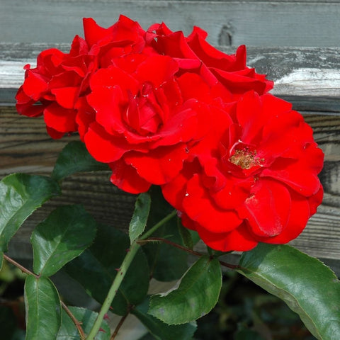 Evelyn Fison rose cluster with three red blooms and glossy green leaves on stems