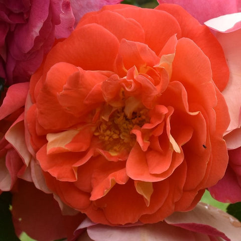 Orange coral double rose bloom with ruffled petals and yellow center
