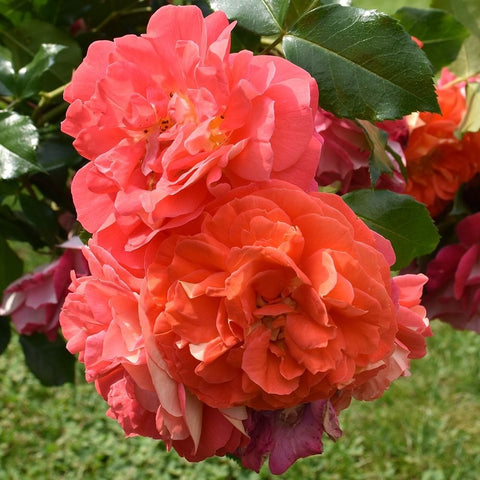 Coral-pink double rose blooms with layered petals and green leaves