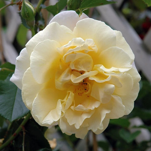 Cream and pale yellow double rose bloom on green leaves