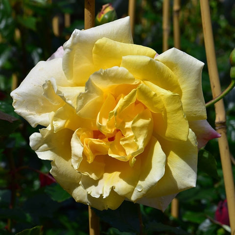 Pale yellow double rose bloom with ruffled petals and green leaves
