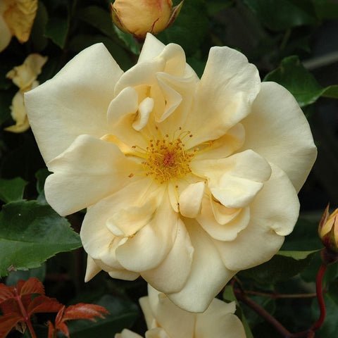 Creamy white rose flower with pale yellow center and ruffled petals, with green leaves