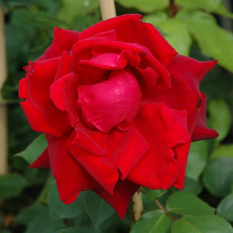 Red rose climber flower with layered petals and green leaves