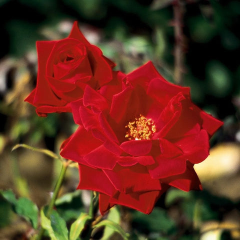 Red rose climber bloom with visible golden center and surrounding petals
