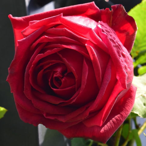 Close-up of red rose climber bloom with tightly layered petals
