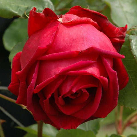 Red rose climber flower bud opening with layered petals and leaves