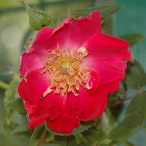 Bright pink-red single rose bloom with yellow stamens and green leaves