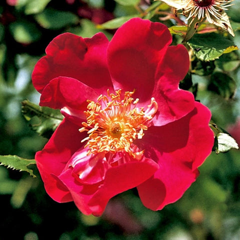 Deep red rose blossoms with layered petals and yellow stamens