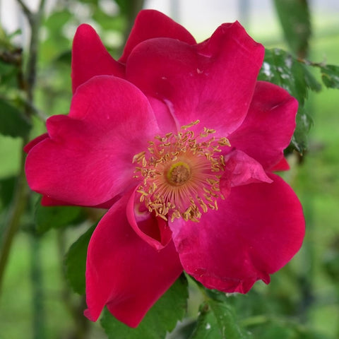Fuchsia pink rose bloom with golden stamens and surrounding green leaves