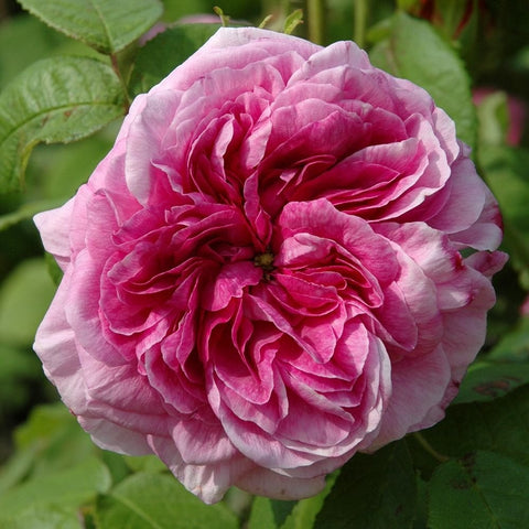 Empress Josephine rose bloom, pink and magenta layered petals with green leaves