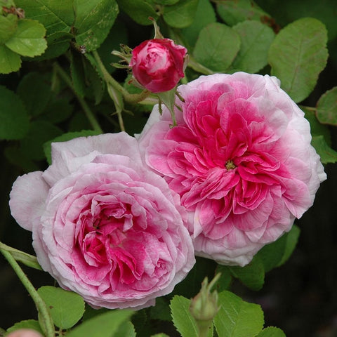 Empress Josephine rose cluster, large pink and pale blooms with green foliage
