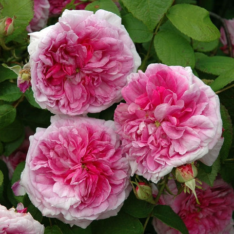 Empress Josephine rose shrub, four pink-and-white double blooms with green leaves
