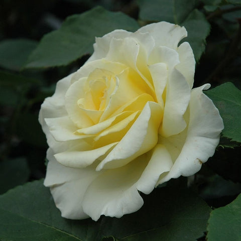 Close-up cream rose with light yellow center and surrounding green leaves