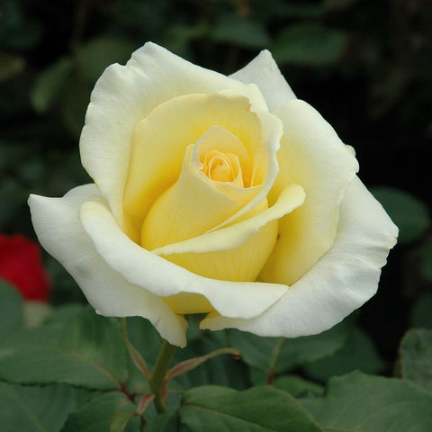 Yellow and cream rose bloom with ruffled petals and green foliage