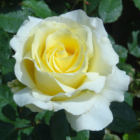 Fresh pale yellow rose flower with dew-like spots on petals and leaves